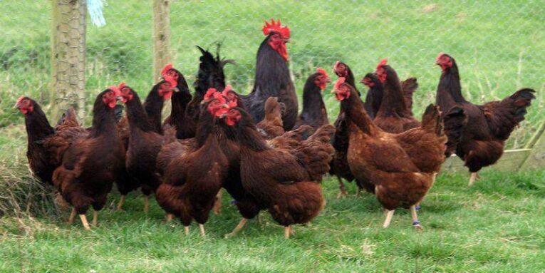 עופות נוי | רוד איילנד