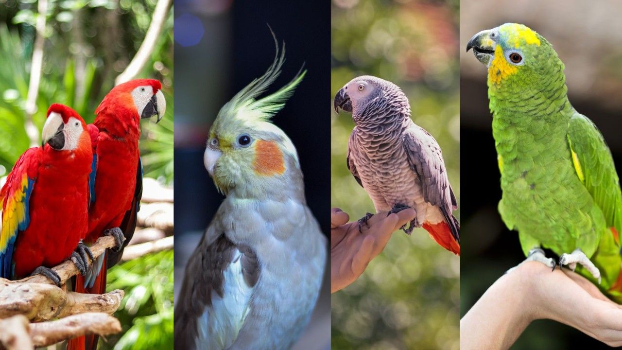 גידול תוכים