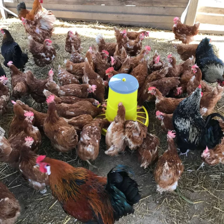 כלי לאוכל 22 ליטר