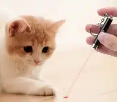 משחק לייזר לחתול — צעצוע אינטראקטיבי לפעילות ובידור