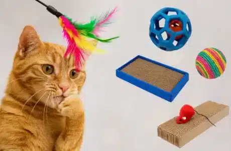 צעצועים ומשחקים לחתולים