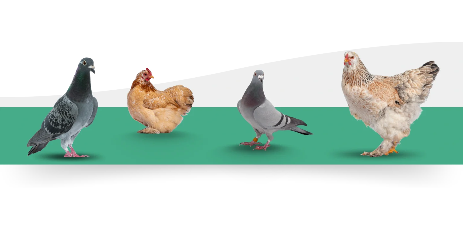עופות נוי ויונים