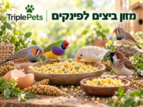 מזון ביצים לפינקים