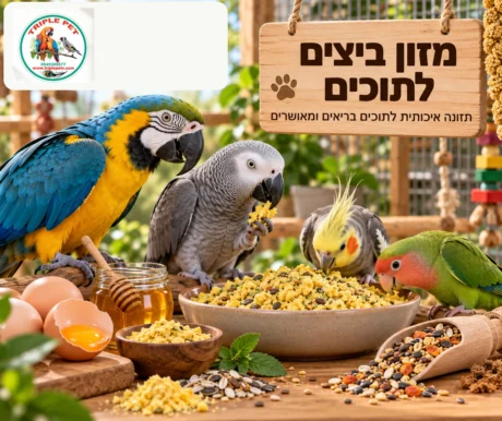 מזון ביצים לתוכים