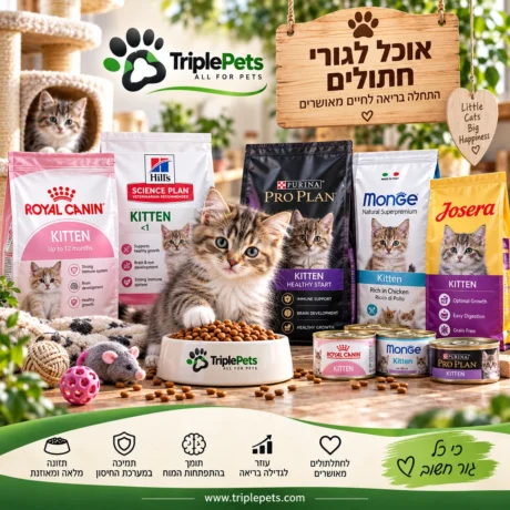 אוכל לגורי חתולים