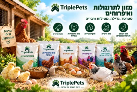 מזון לתרנגולות ואפרוחים